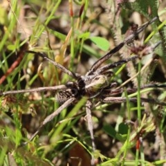 Tasmanicosa godeffroyi (Garden Wolf Spider) at Gundaroo, NSW - 9 Nov 2020 by Gunyijan