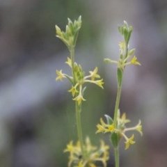 Pimelea curviflora (Curved Rice-flower) at Hughes, ACT - 9 Nov 2020 by LisaH