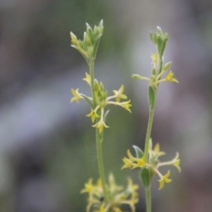 Pimelea curviflora at Hughes, ACT - 9 Nov 2020