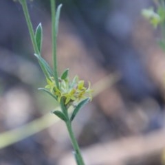 Pimelea curviflora at Hughes, ACT - 9 Nov 2020