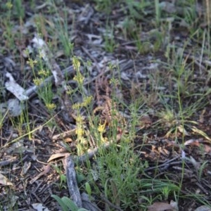 Pimelea curviflora at Hughes, ACT - 9 Nov 2020