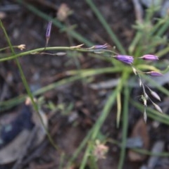 Arthropodium fimbriatum (Nodding Chocolate Lily) at Red Hill to Yarralumla Creek - 9 Nov 2020 by LisaH