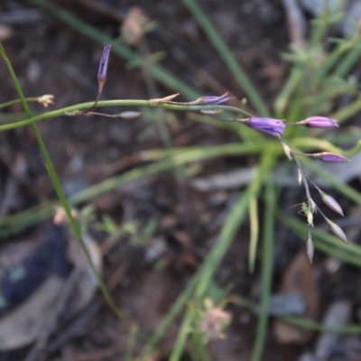 Arthropodium fimbriatum (Nodding Chocolate Lily) at Hughes, ACT - 9 Nov 2020 by LisaH