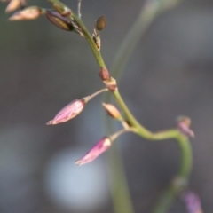 Arthropodium fimbriatum at Hughes, ACT - 9 Nov 2020 06:46 PM