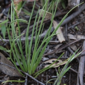 Arthropodium fimbriatum at Hughes, ACT - 9 Nov 2020 06:46 PM