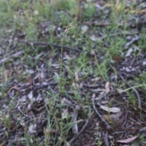 Arthropodium fimbriatum at Hughes, ACT - 9 Nov 2020 06:46 PM