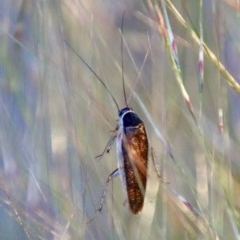Johnrehnia concisa (A native cockroach) at Hughes Grassy Woodland - 9 Nov 2020 by LisaH