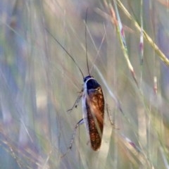 Johnrehnia concisa (A native cockroach) at Red Hill to Yarralumla Creek - 9 Nov 2020 by LisaH