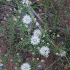 Vittadinia cuneata var. cuneata (Fuzzy New Holland Daisy) at Hughes Grassy Woodland - 9 Nov 2020 by LisaH