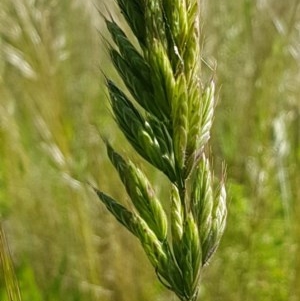 Bromus hordeaceus at Griffith, ACT - 9 Nov 2020