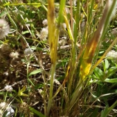 Bromus hordeaceus at Griffith, ACT - 9 Nov 2020