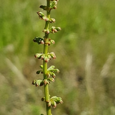 Rumex brownii (Slender Dock) at Bass Gardens Park, Griffith - 9 Nov 2020 by SRoss