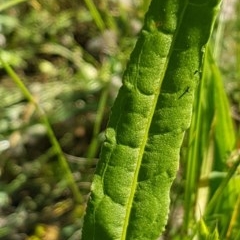 Rumex brownii at Griffith, ACT - 9 Nov 2020