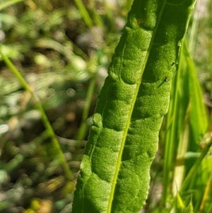 Rumex brownii at Griffith, ACT - 9 Nov 2020 04:14 PM