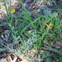 Chrysocephalum apiculatum (Common Everlasting) at O'Connor Ridge to Gungahlin Grasslands - 9 Nov 2020 by maura