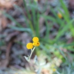 Chrysocephalum apiculatum at Kaleen, ACT - 9 Nov 2020