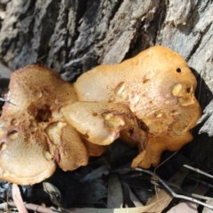 Gymnopilus junonius (Spectacular Rustgill) at Kaleen, ACT - 9 Nov 2020 by maura