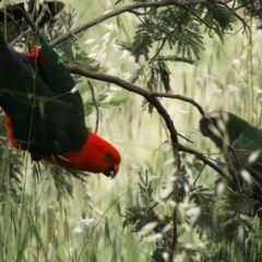 Alisterus scapularis (Australian King-Parrot) at Lower Molonglo - 6 Nov 2020 by jbromilow50