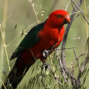 Alisterus scapularis at Stromlo, ACT - 6 Nov 2020