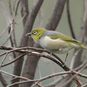 Zosterops lateralis at Stromlo, ACT - 6 Nov 2020