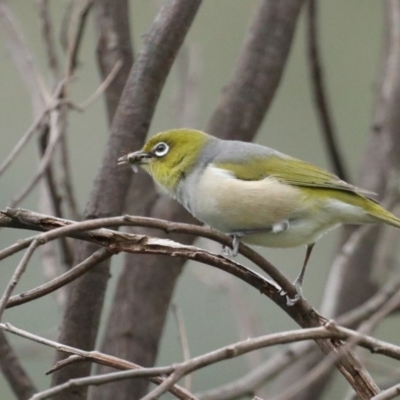 Zosterops lateralis (Silvereye) at Stromlo, ACT - 6 Nov 2020 by jb2602