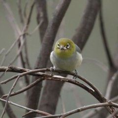 Zosterops lateralis at Stromlo, ACT - 6 Nov 2020