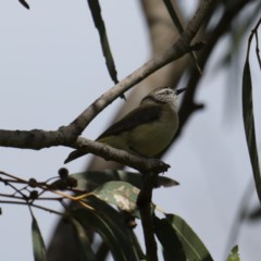 Acanthiza chrysorrhoa (Yellow-rumped Thornbill) at Stromlo, ACT - 6 Nov 2020 by jb2602