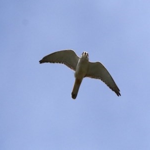 Falco cenchroides at Stromlo, ACT - 6 Nov 2020