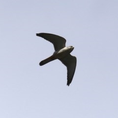 Falco cenchroides at Stromlo, ACT - 6 Nov 2020