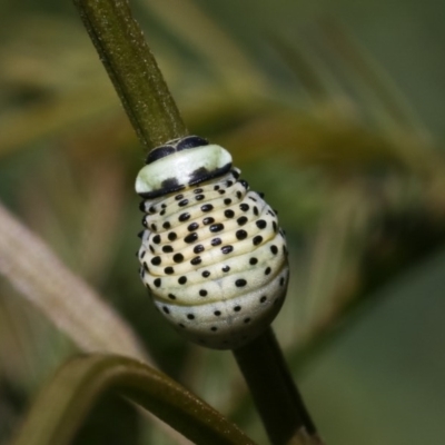 Dicranosterna immaculata (Acacia leaf beetle) at Goorooyarroo NR (ACT) - 7 Nov 2020 by kasiaaus