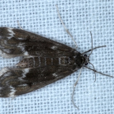Hygraula nitens (Pond Moth) at Goorooyarroo NR (ACT) - 6 Nov 2020 by jb2602