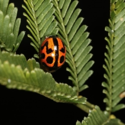 Peltoschema oceanica (Oceanica leaf beetle) at Forde, ACT - 7 Nov 2020 by kasiaaus