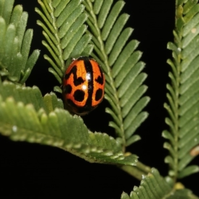Peltoschema oceanica (Oceanica leaf beetle) at Goorooyarroo NR (ACT) - 7 Nov 2020 by kasiaaus