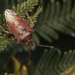 Oechalia schellenbergii (Spined Predatory Shield Bug) at Goorooyarroo NR (ACT) - 7 Nov 2020 by kasiaaus