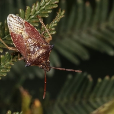 Oechalia schellenbergii (Spined Predatory Shield Bug) at Forde, ACT - 7 Nov 2020 by kasiaaus