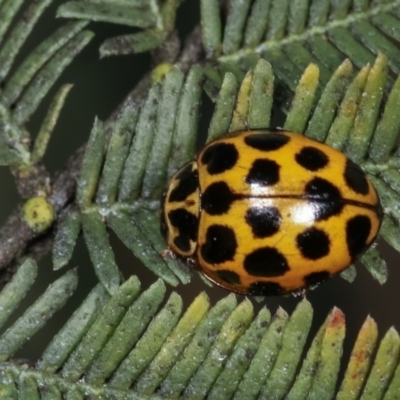 Harmonia conformis (Common Spotted Ladybird) at Goorooyarroo NR (ACT) - 7 Nov 2020 by kasiaaus