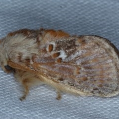 Pseudanapaea (genus) (A cup moth) at Goorooyarroo NR (ACT) - 6 Nov 2020 by jb2602