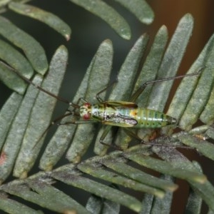 Miridae (family) at Forde, ACT - 7 Nov 2020