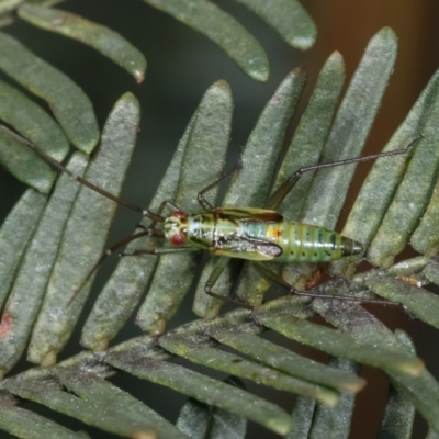 Miridae (family) (Unidentified plant bug) at Goorooyarroo NR (ACT) - 7 Nov 2020 by kasiaaus