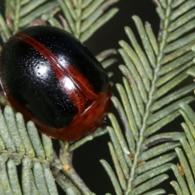 Dicranosterna immaculata (Acacia leaf beetle) at Forde, ACT - 7 Nov 2020 by kasiaaus