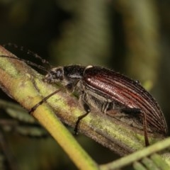 Homotrysis scutellaris (Darkling beetle) at Forde, ACT - 7 Nov 2020 by kasiaaus