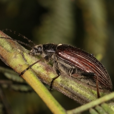 Homotrysis scutellaris (Darkling beetle) at Forde, ACT - 7 Nov 2020 by kasiaaus