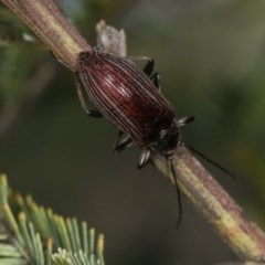 Homotrysis scutellaris at Kenny, ACT - 7 Nov 2020 01:50 PM