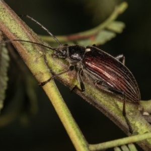 Homotrysis scutellaris at Kenny, ACT - 7 Nov 2020 01:50 PM