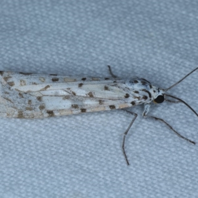 Utetheisa pulchelloides (Heliotrope Moth) at Forde, ACT - 6 Nov 2020 by jbromilow50