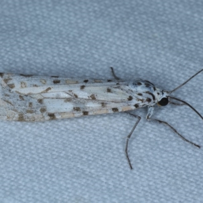 Utetheisa pulchelloides (Heliotrope Moth) at Goorooyarroo NR (ACT) - 6 Nov 2020 by jb2602