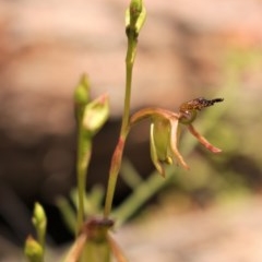 Caleana minor (Small Duck Orchid) at Downer, ACT - 9 Nov 2020 by Sarah2019