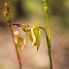 Caleana minor at Downer, ACT - 9 Nov 2020