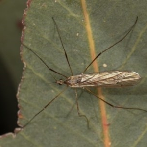 Limoniidae (family) at Forde, ACT - 7 Nov 2020