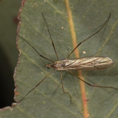 Limoniidae (family) (Unknown Limoniid Crane Fly) at Forde, ACT - 7 Nov 2020 by kasiaaus